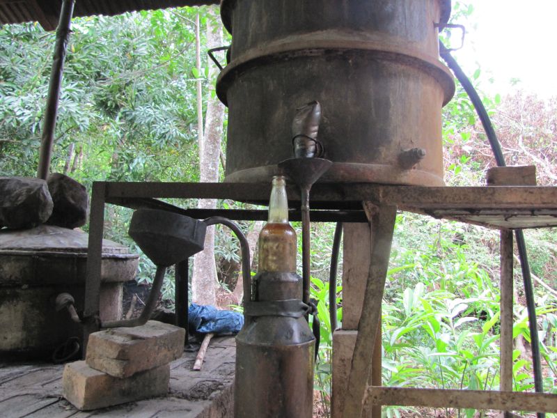 la distillation d’huile essentielle d’Ylang Ylang au Domaine de Florette 